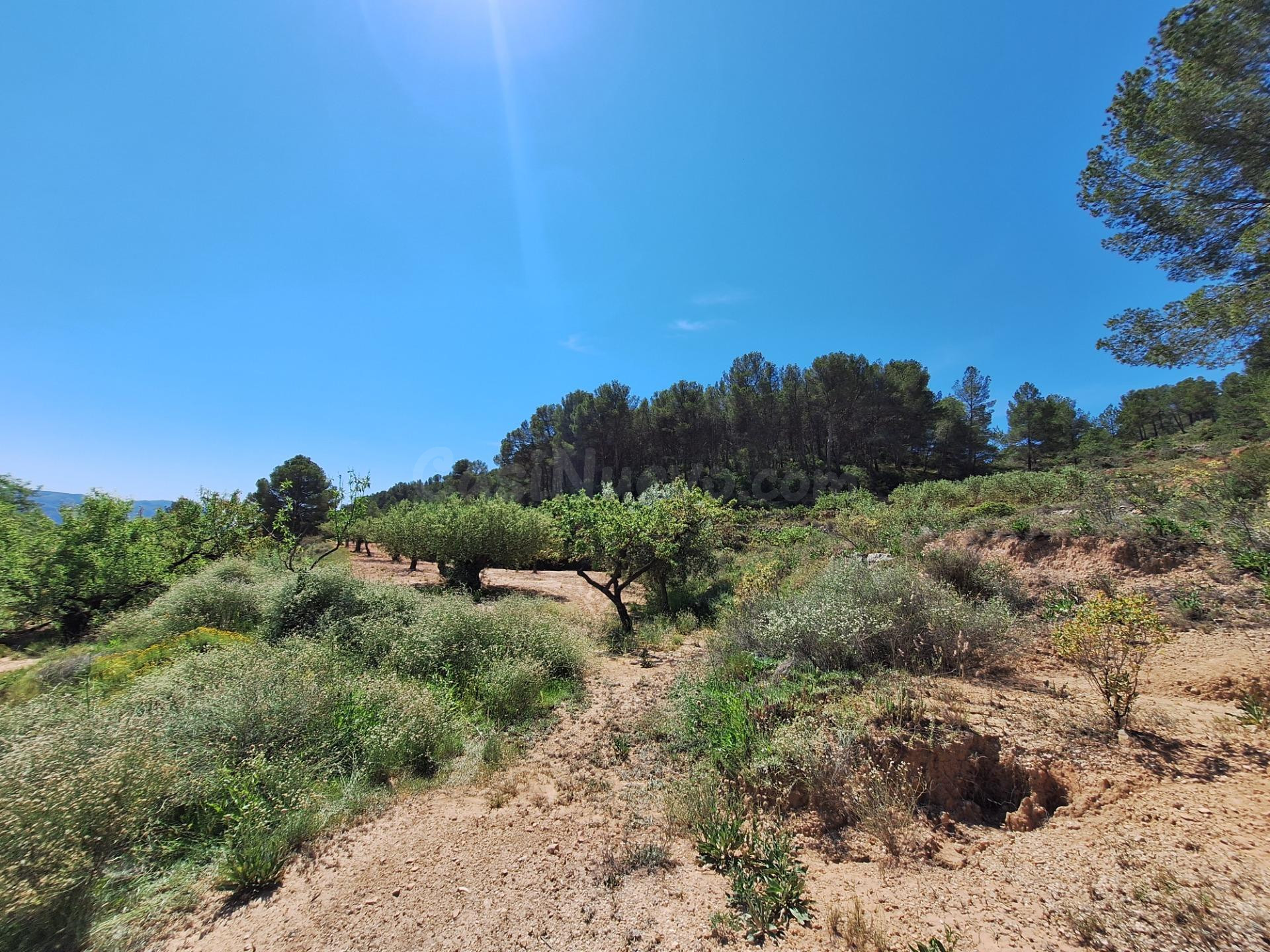 OPORTUNIDAD TERRENO RUSTICO CON PRODUCCION AGRICOLA A 3KM. D - foto 9