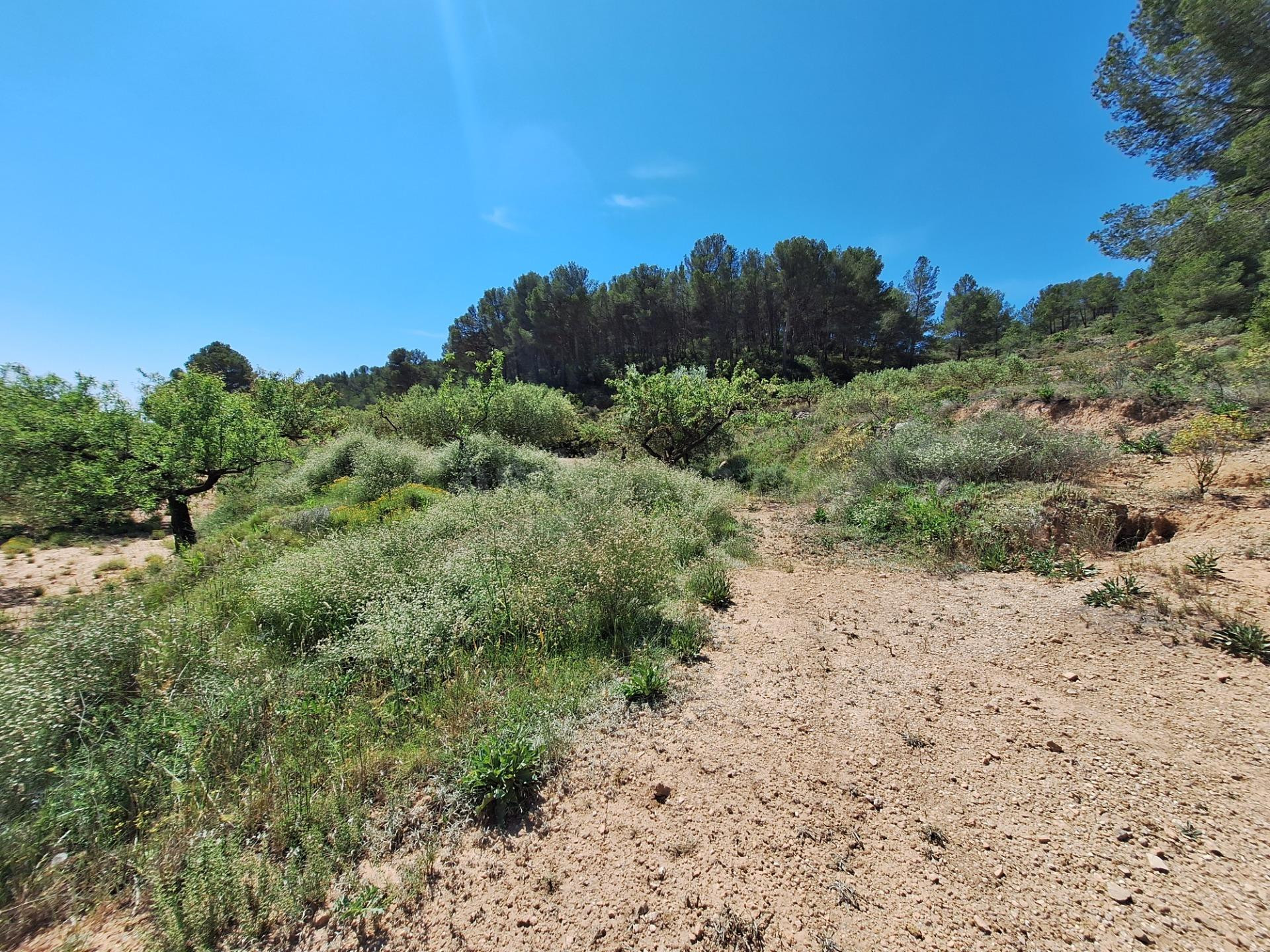 OPORTUNIDAD TERRENO RUSTICO CON PRODUCCION AGRICOLA A 3KM. D - foto 10