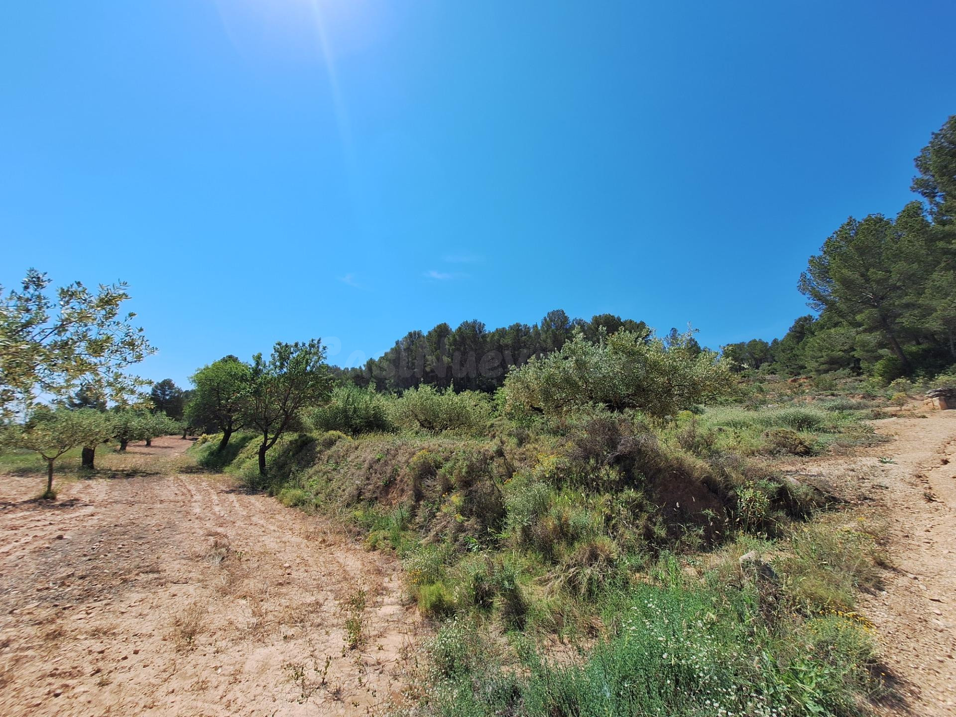 OPORTUNIDAD TERRENO RUSTICO CON PRODUCCION AGRICOLA A 3KM. D - foto 12