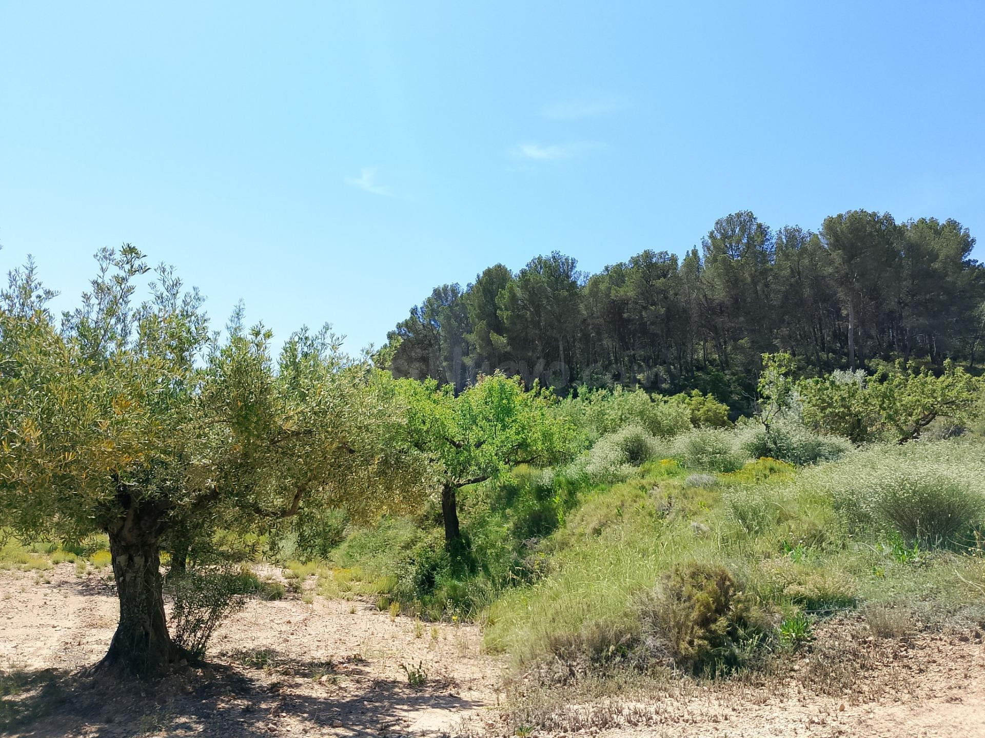 OPORTUNIDAD TERRENO RUSTICO CON PRODUCCION AGRICOLA A 3KM. D - foto 13