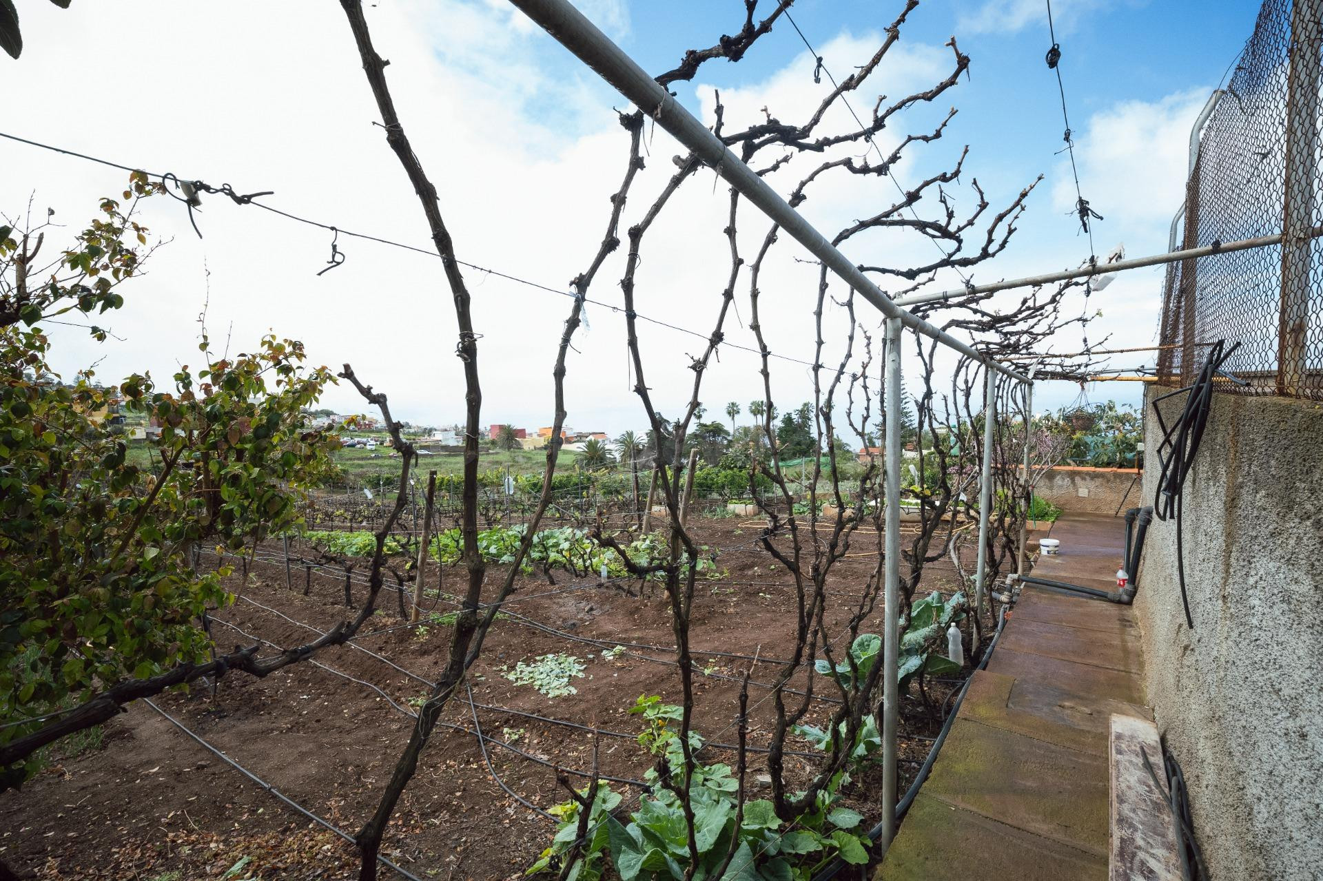 Encantadora finca rústica en El Sauzal con 3.000 m2, vistas  - foto 38