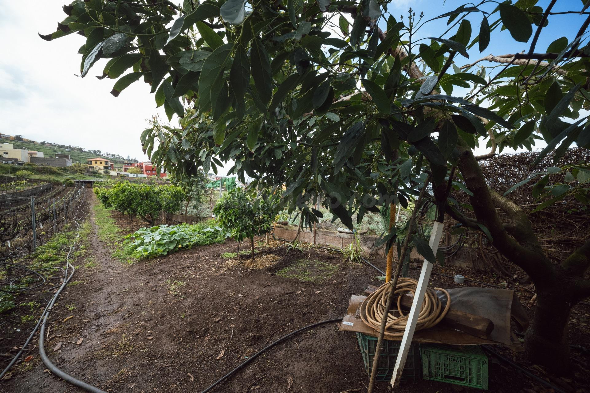 Encantadora finca rústica en El Sauzal con 3.000 m2, vistas  - foto 42