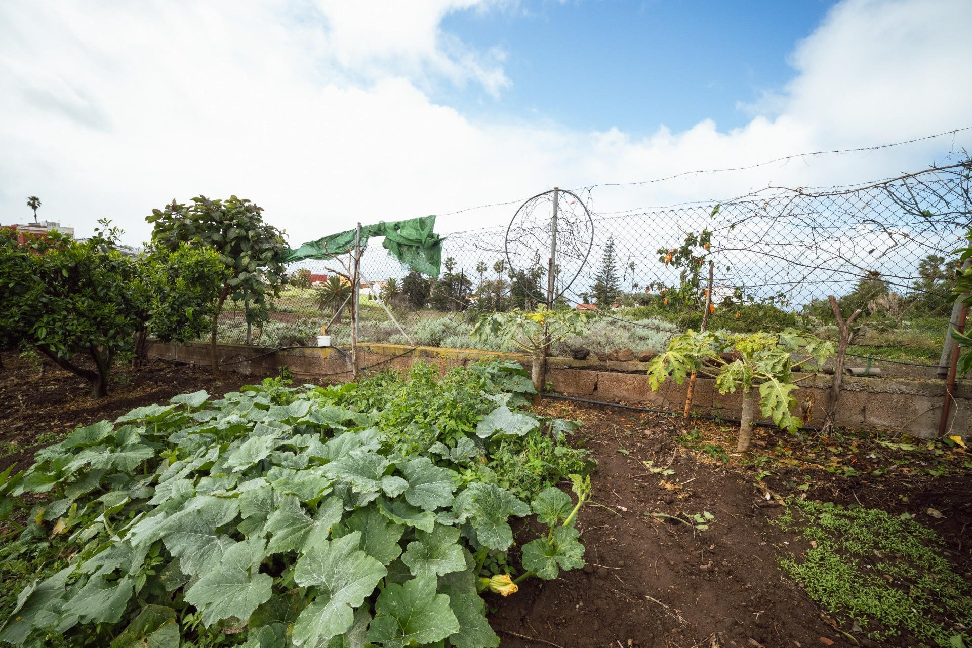 Encantadora finca rústica en El Sauzal con 3.000 m2, vistas  - foto 43