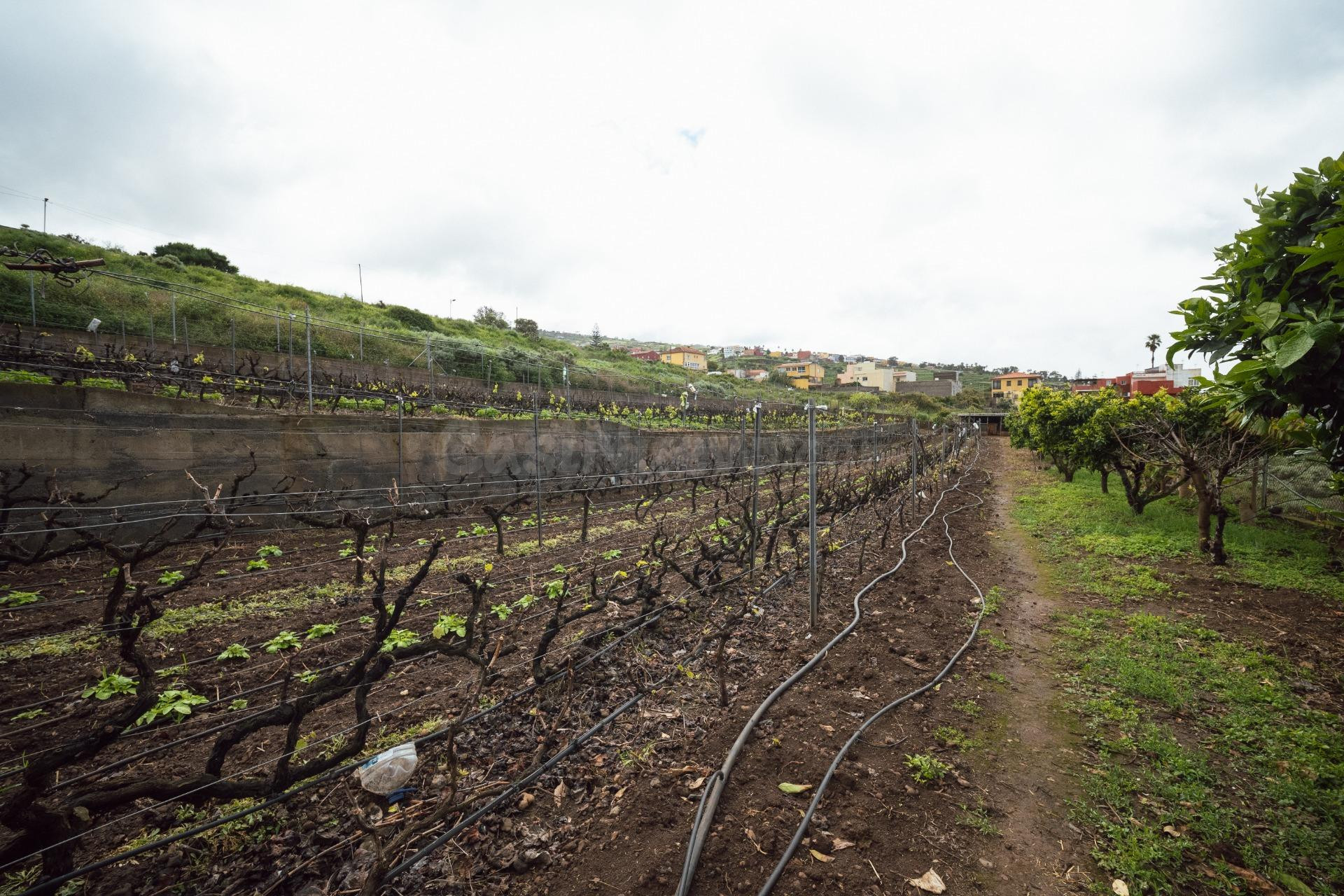 Encantadora finca rústica en El Sauzal con 3.000 m2, vistas  - foto 44