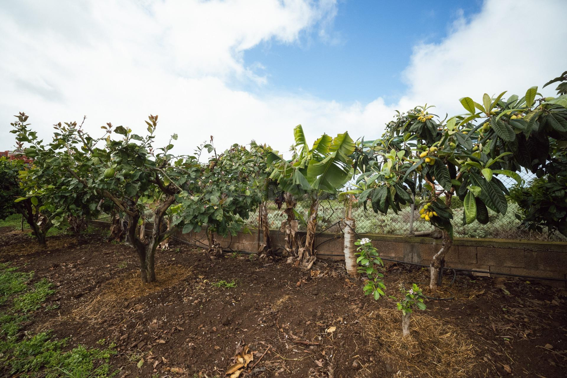 Encantadora finca rústica en El Sauzal con 3.000 m2, vistas  - foto 45