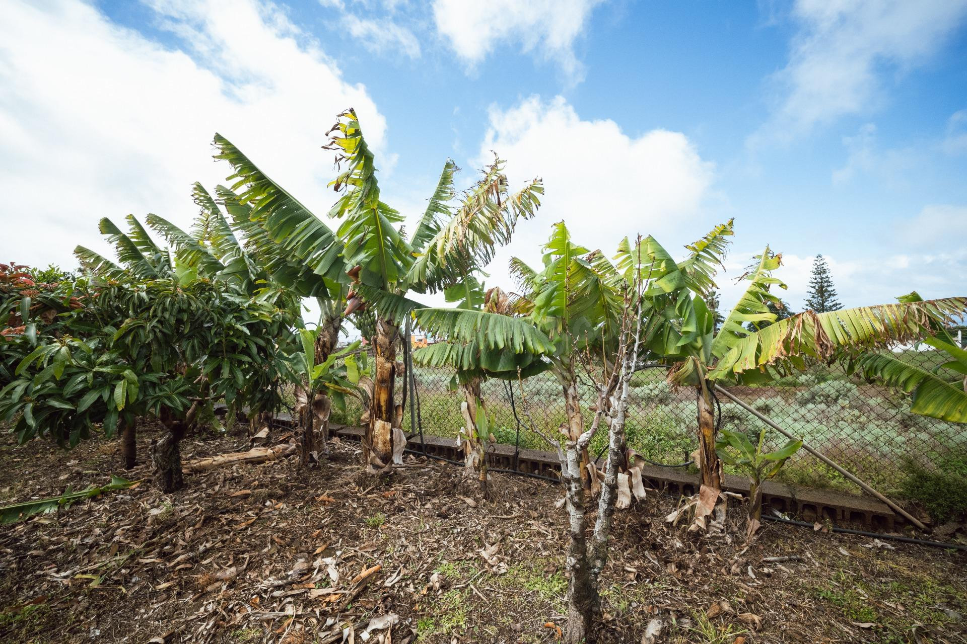 Encantadora finca rústica en El Sauzal con 3.000 m2, vistas  - foto 46
