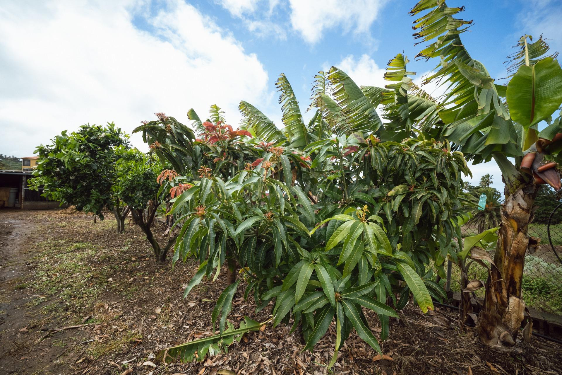 Encantadora finca rústica en El Sauzal con 3.000 m2, vistas  - foto 47