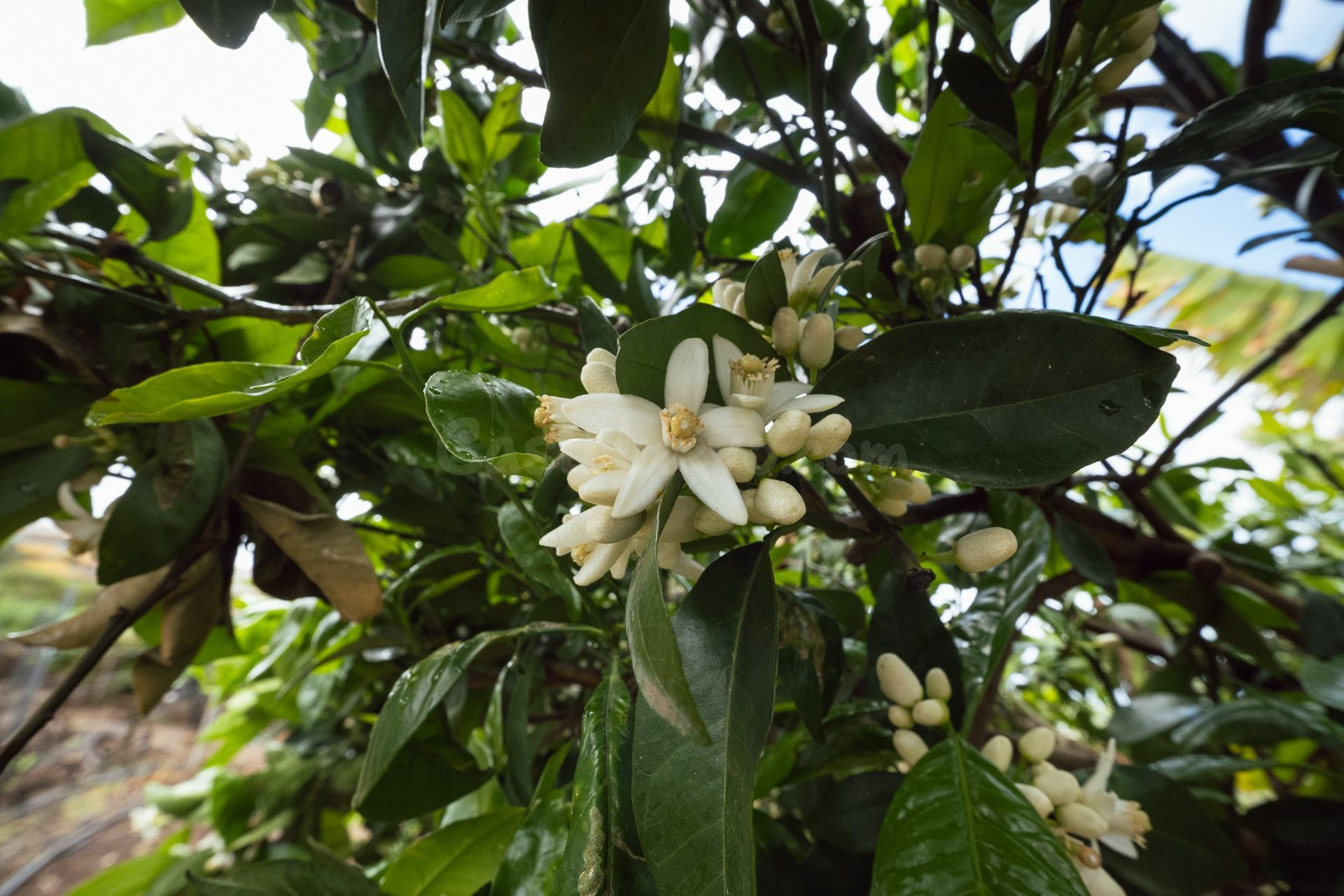 Encantadora finca rústica en El Sauzal con 3.000 m2, vistas  - foto 48