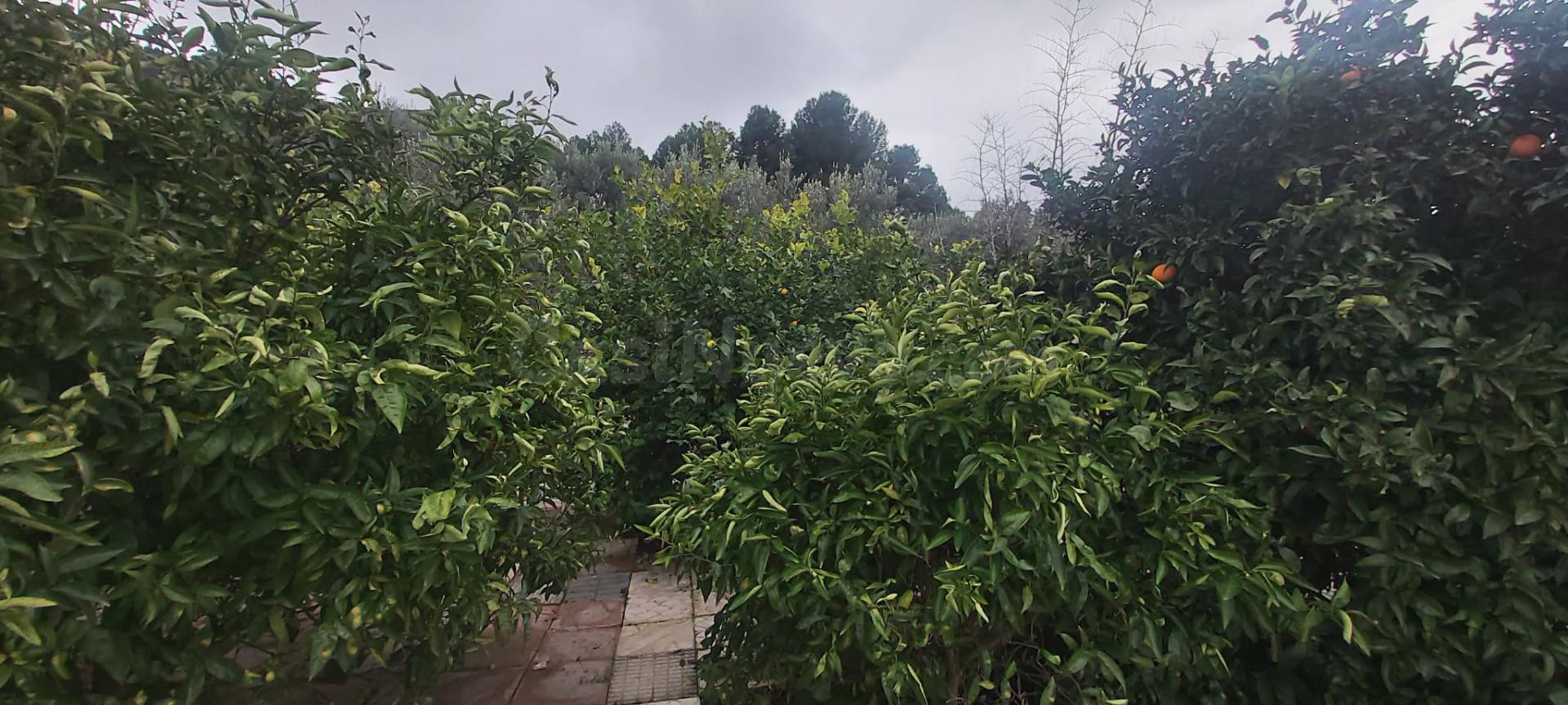 PRECIOSA CASA RODEADA DE NATURALEZA EN LA MONTAÑA DE PEDREGU - foto 50