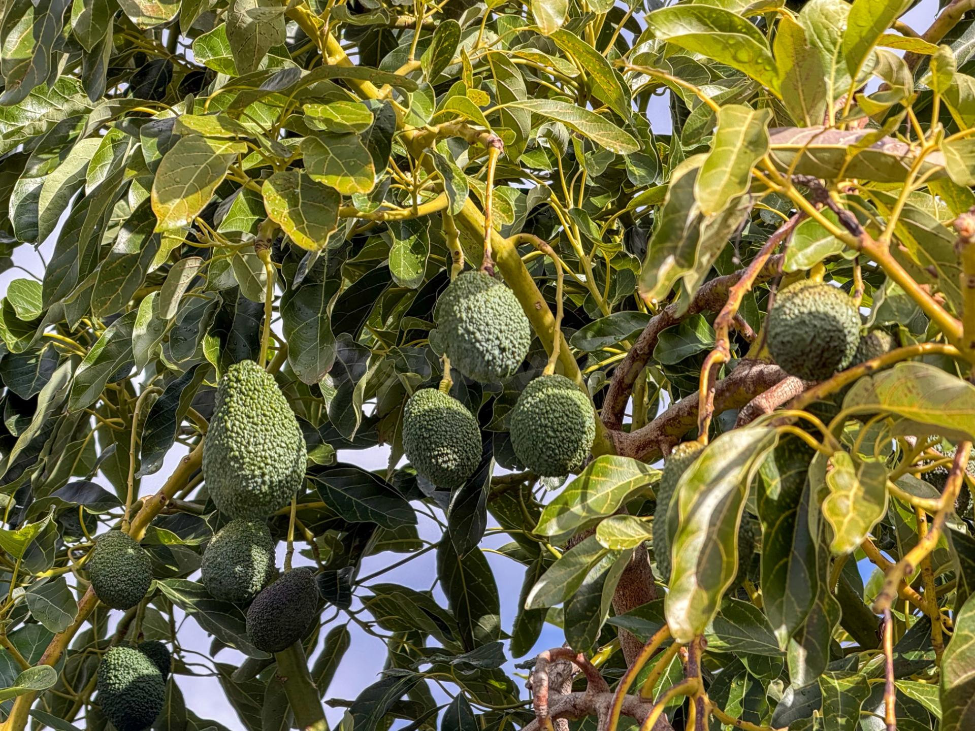 Finca rústica de AGUACATES con CONTRUCCIÓN de 37 m2 en Los Guájares (Faragüit).