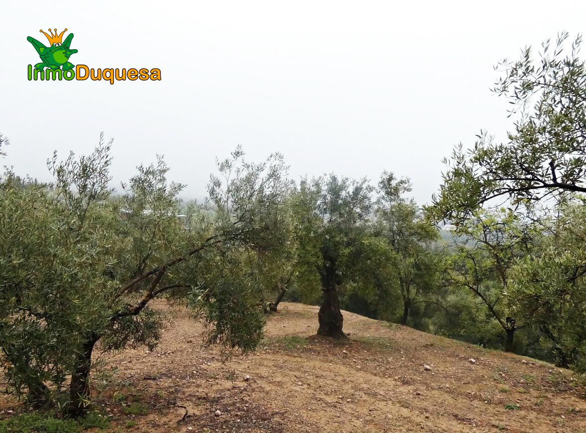 Finca rústica en Peligros - Sierra de la Alfaguara. - foto 4