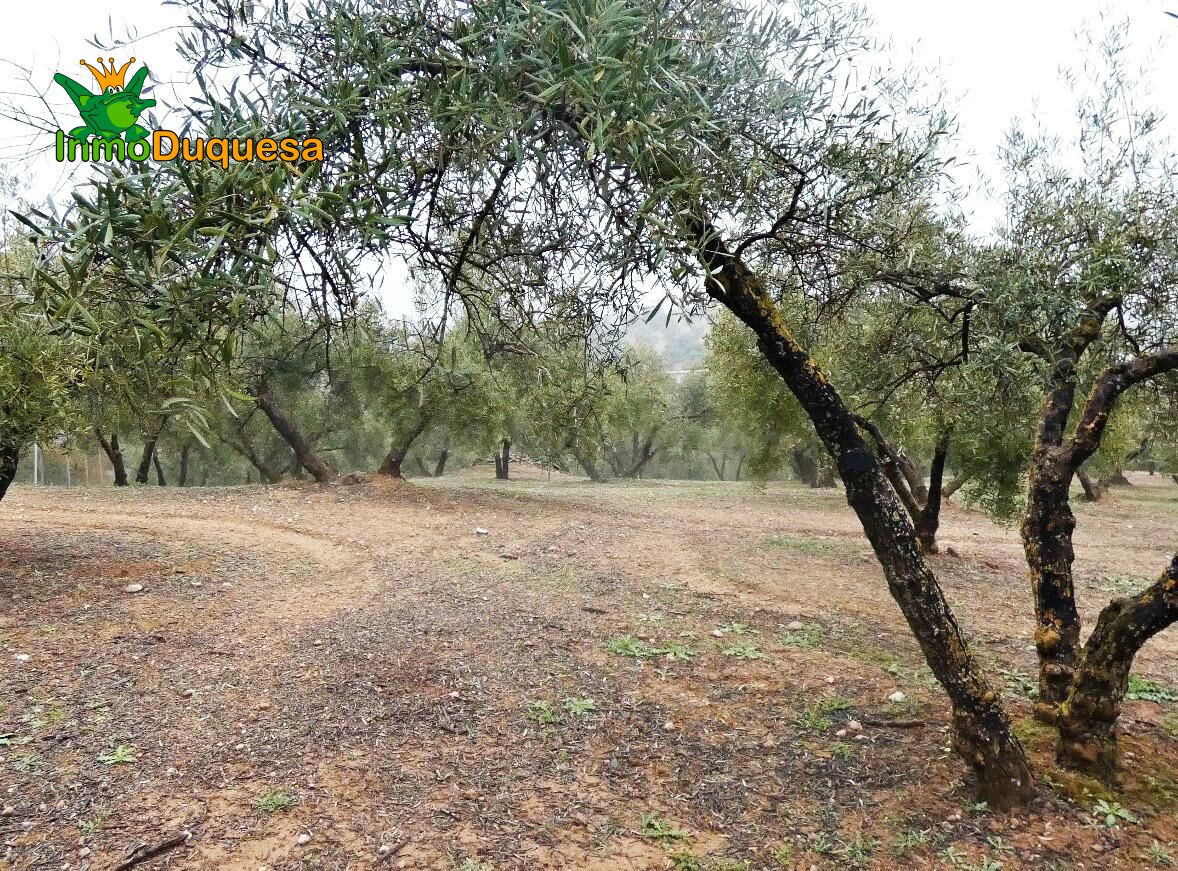 Finca rústica en Peligros - Sierra de la Alfaguara. - foto 10