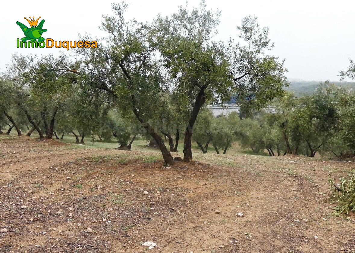 Finca rústica en Peligros - Sierra de la Alfaguara. - foto 15