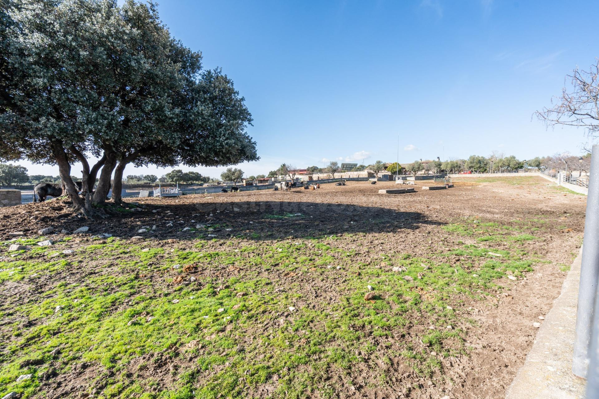 EXCLUSIVA FINCA GANADERA DE LUJO DE 93 HECTÁREAS CON PLAZA D - foto 37