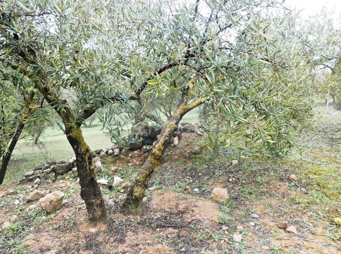 Finca rústica en Peligros – Excelente ubicación y acceso