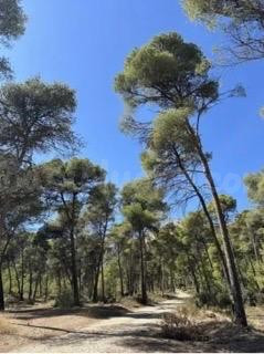 PARCELAS EN SIERRA ESPUÑA, zona balsa grande.