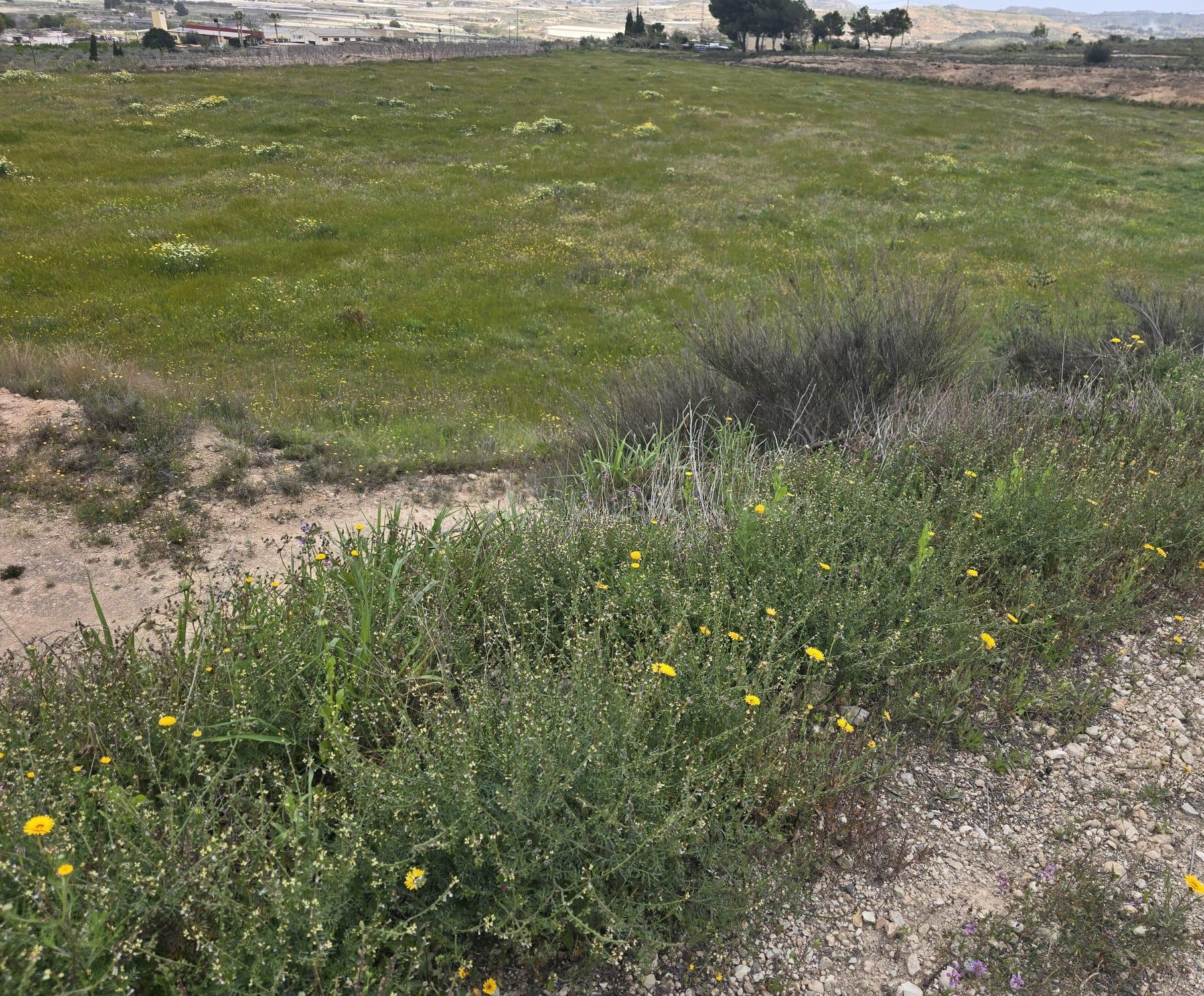 Terreno en Aspe - foto 2
