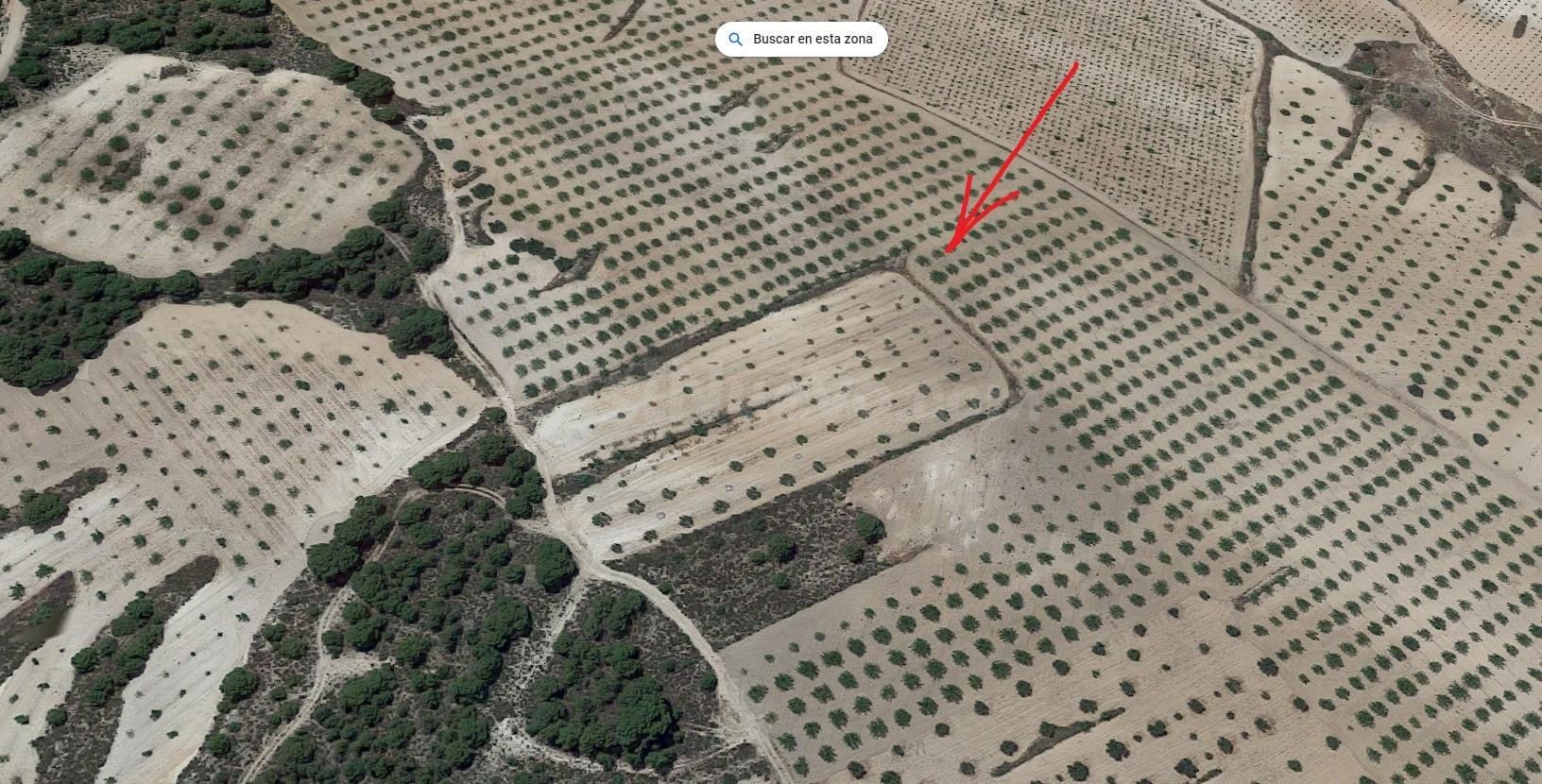 SE VENDE O SE ALQUILA TERRENO RUSTICO CON ALMENDROS EN PRODUCCION 7.263 m2 - foto 2