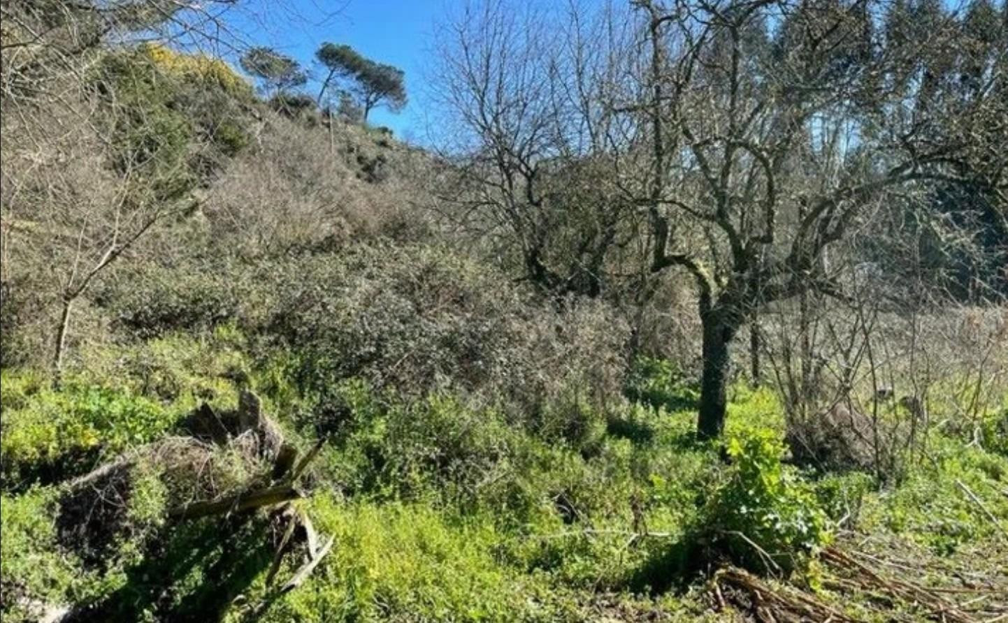 Finca rústica en venta en urbanización Berrocanes