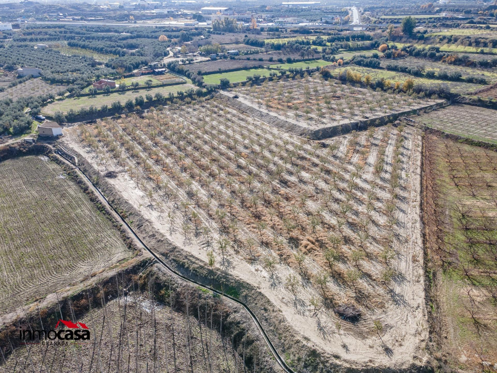 Finca rústica de almendros en Guadix – 23.285 m2 - foto 3