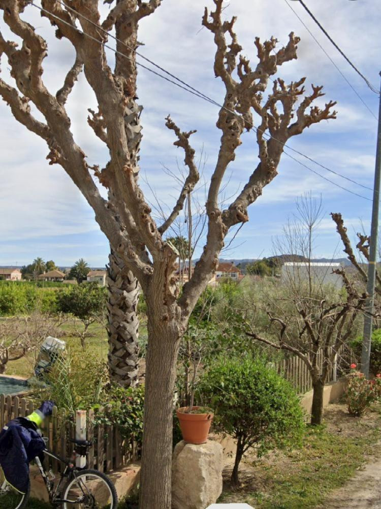 Parcela rústica en la huerta de Alquerías - foto 2