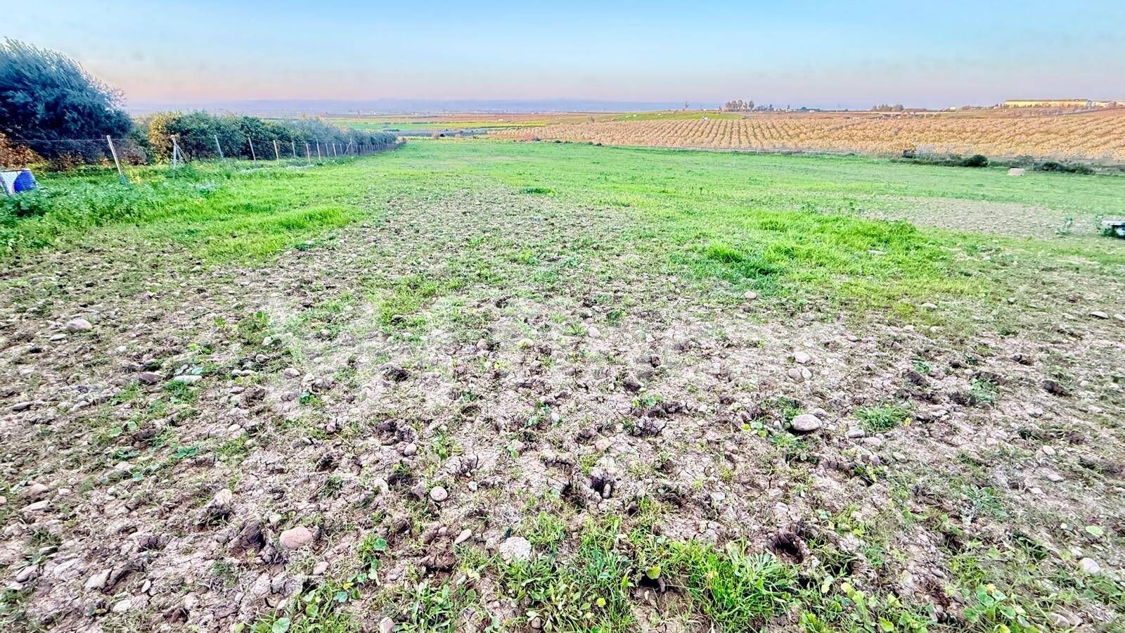 FINCA RÚSTICA EN VENTA EN CARMONA – 18.000 m2 CON POZO – CERCA DE LUZ