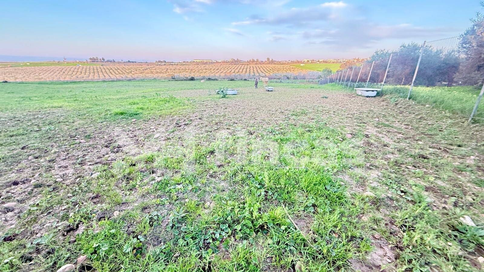 FINCA RÚSTICA EN VENTA EN CARMONA – 18.000 m2 CON POZO – CER - foto 4