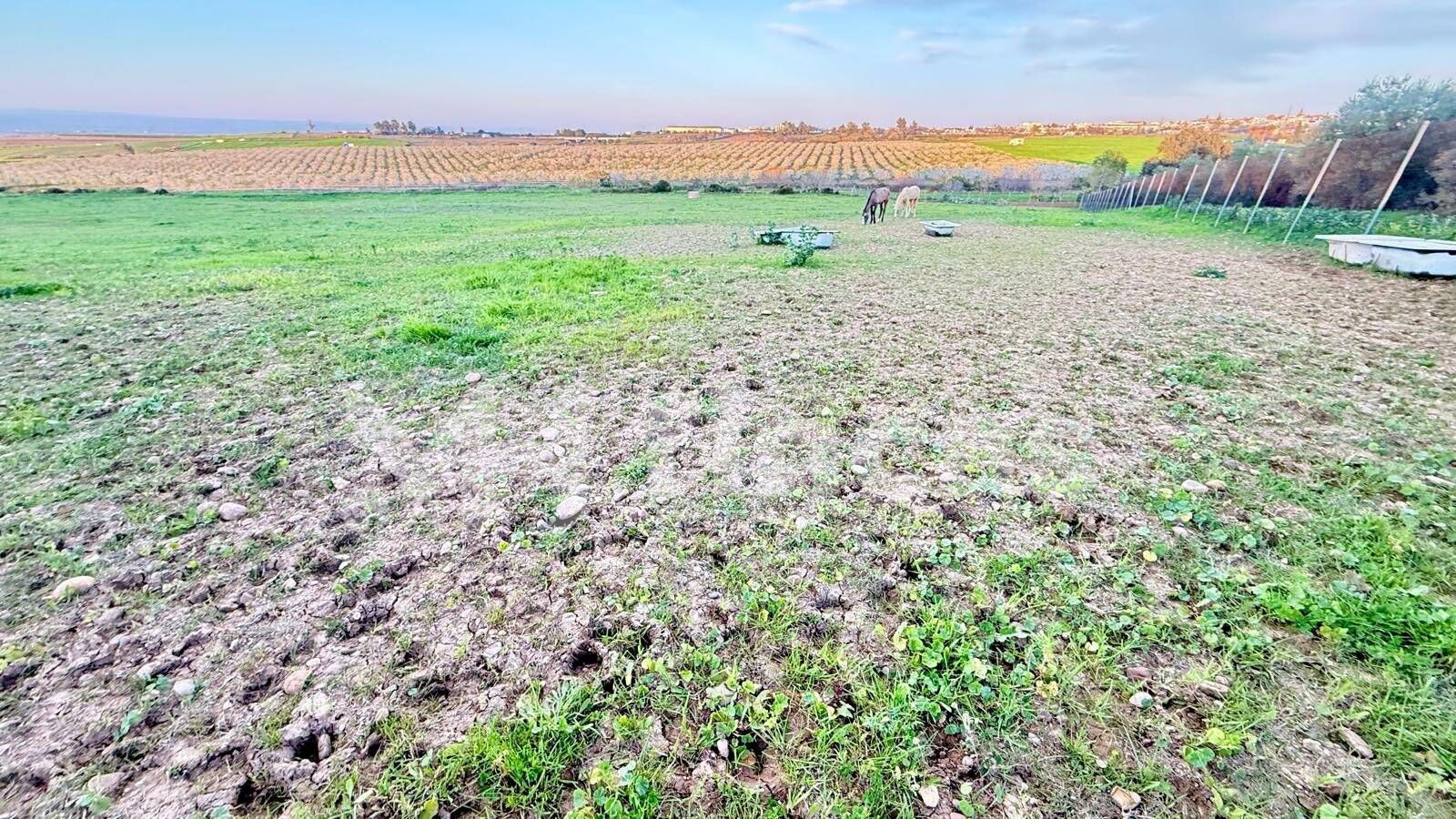 FINCA RÚSTICA EN VENTA EN CARMONA – 18.000 m2 CON POZO – CER - foto 5
