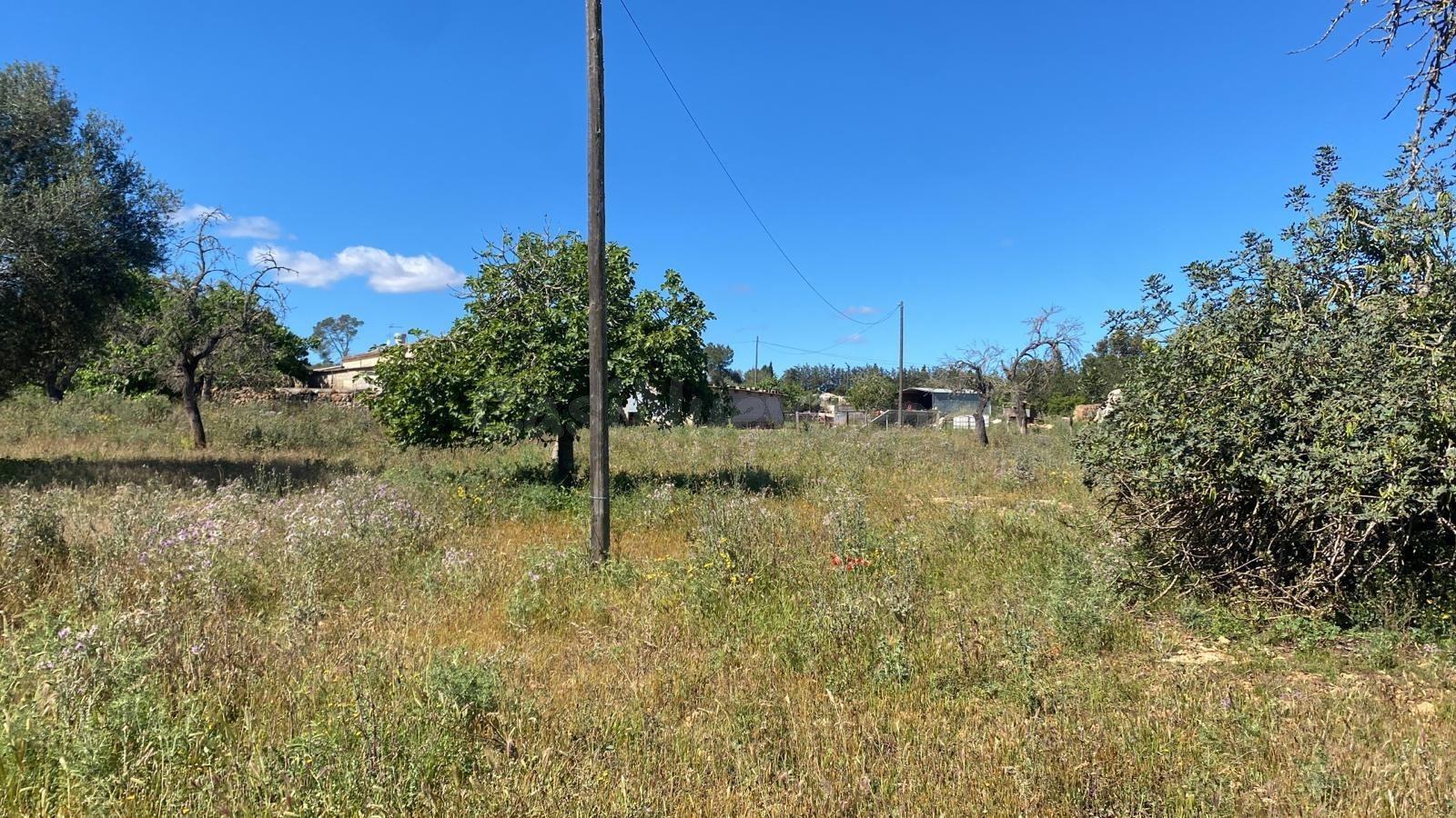 Oportunidad Finca en venta en Sineu apta para construir chal - foto 3