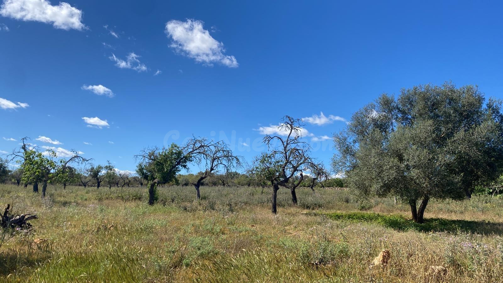 Oportunidad Finca en venta en Sineu apta para construir chal - foto 4