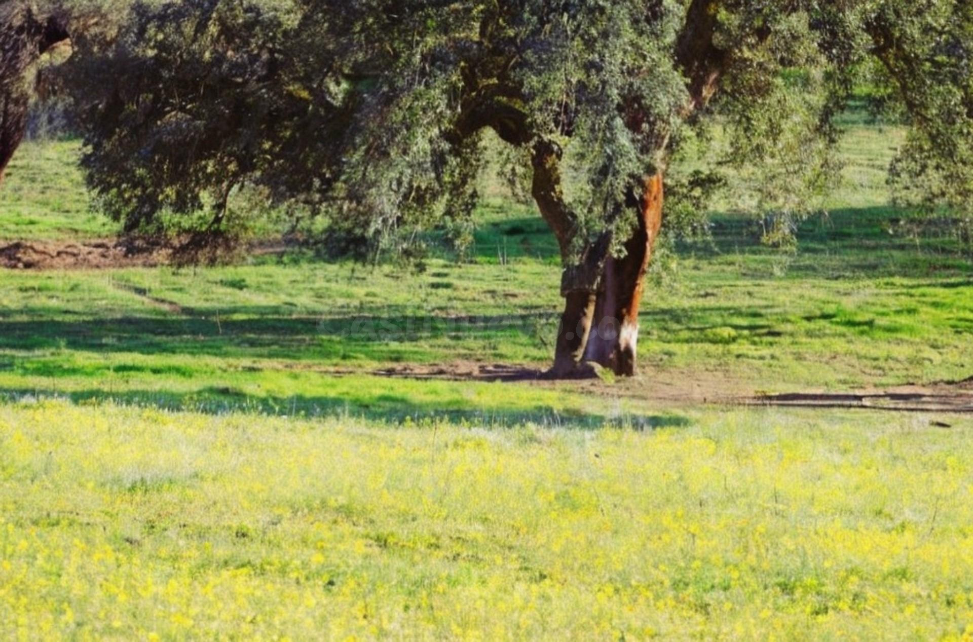EXCEPCIONAL FINCA GANADERA EN VENTA Y DE LABOR 520 HECTÁREAS DE DEHESA - foto 2
