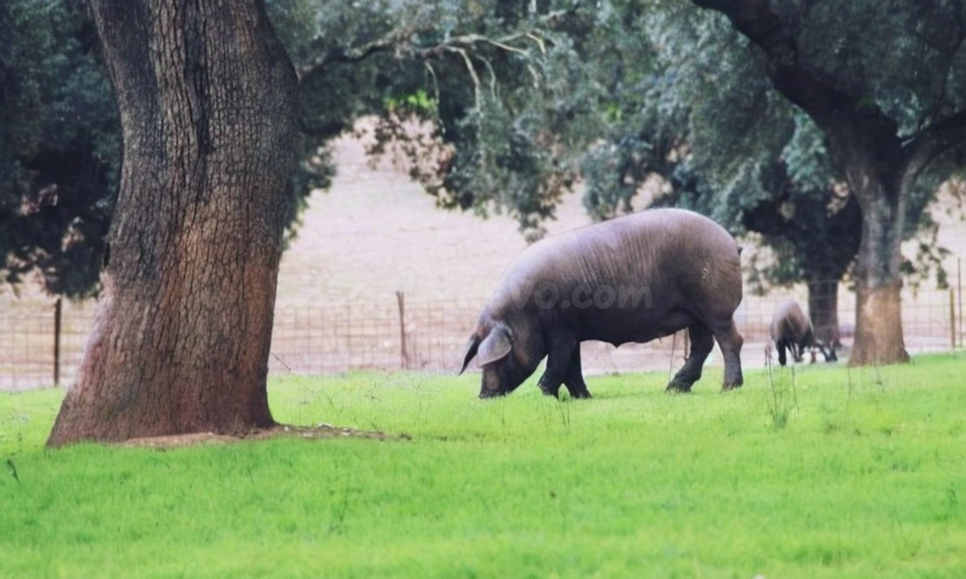 EXCEPCIONAL FINCA GANADERA EN VENTA Y DE LABOR 520 HECTÁREAS DE DEHESA - foto 4