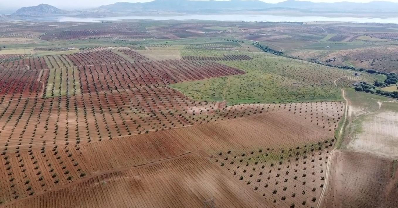 Finca agrícola en Tierra de Barros, Oportunidad única de inversión en el corazón agrícola de Extremadura - foto 2