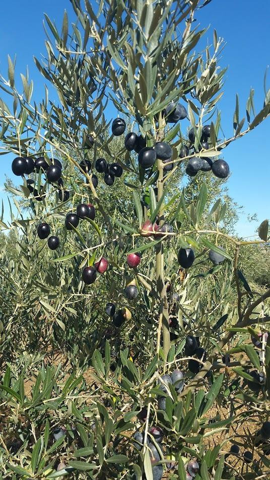Finca agrícola en Tierra de Barros, Oportunidad única de inversión en el corazón agrícola de Extremadura - foto 3