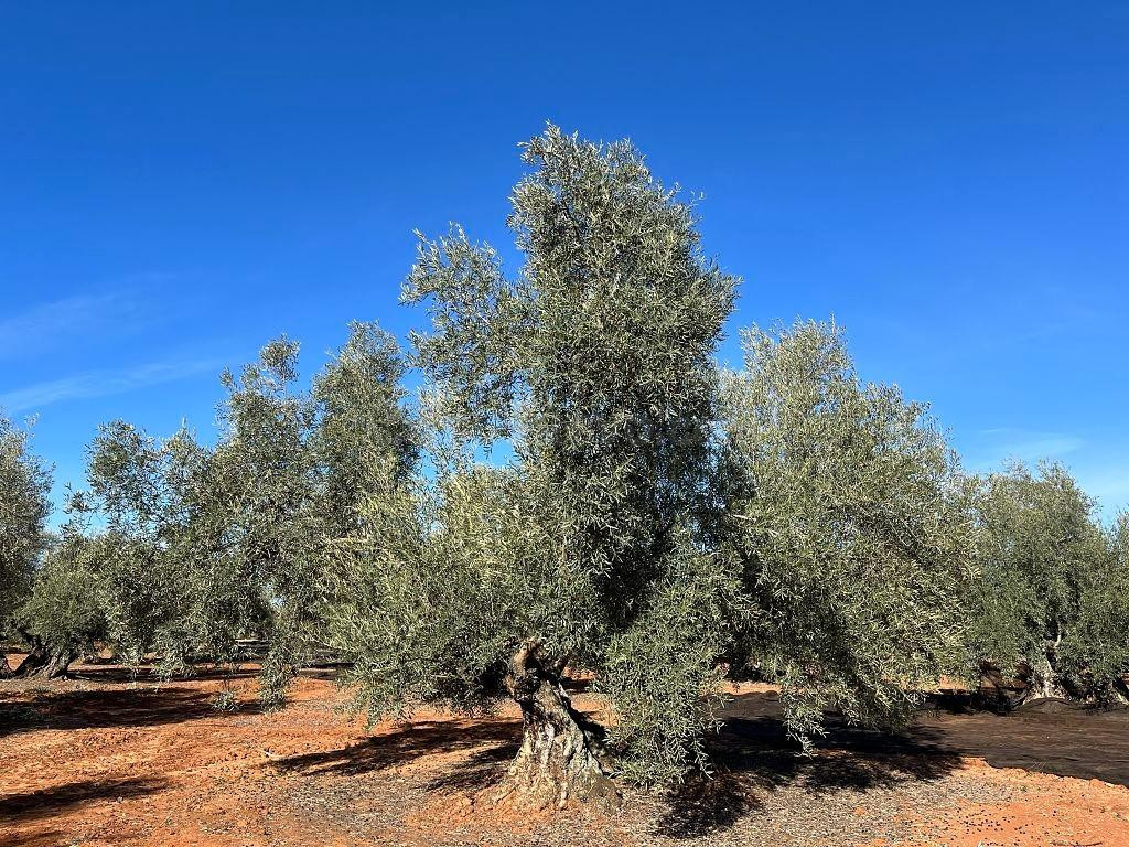 Finca agrícola en Tierra de Barros, Oportunidad única de inversión en el corazón agrícola de Extremadura - foto 4