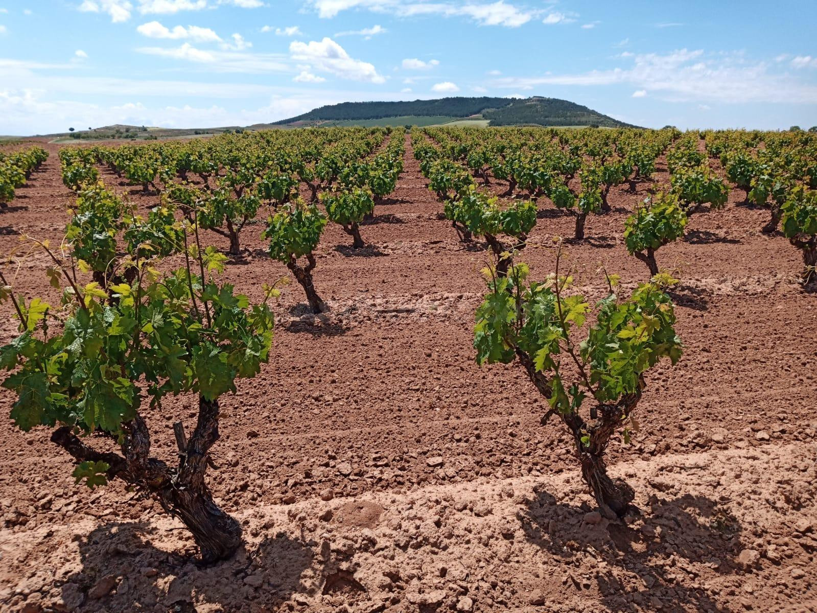 Finca agrícola en Tierra de Barros, Oportunidad única de inversión en el corazón agrícola de Extremadura - foto 5