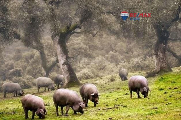Finca en Venta: Un Paraíso Rural a Solo Diez Minutos de Bada - foto 5