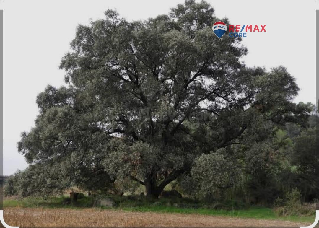 Finca Rústica en Dehesa de Encinas con Potencial Ganadero - foto 2