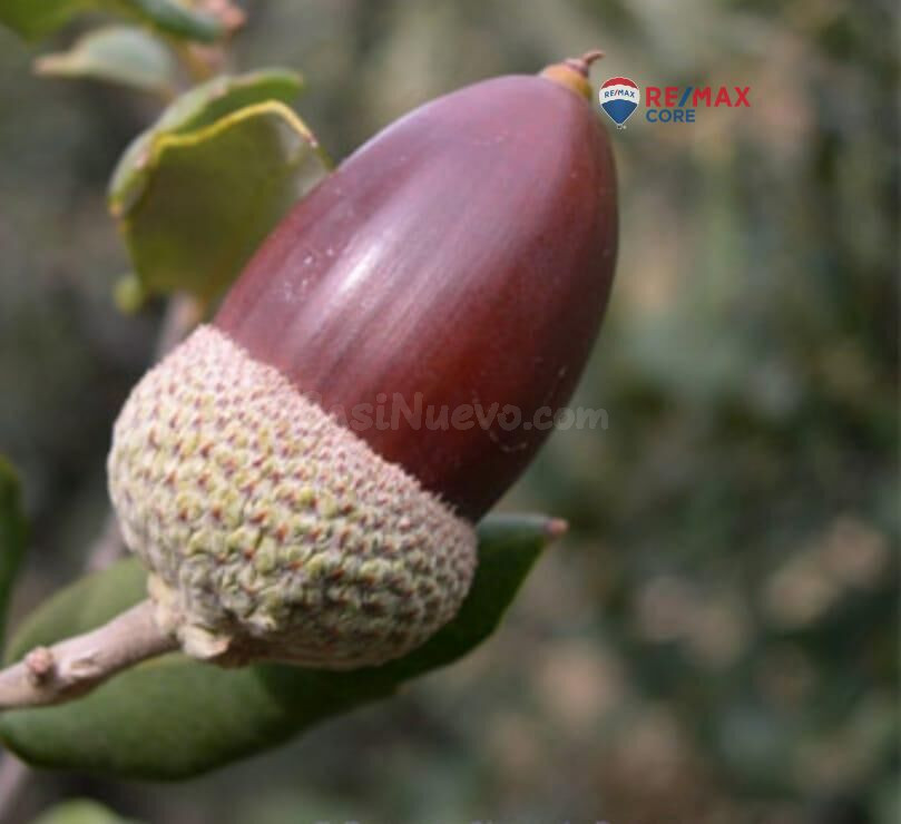 Finca Rústica en Dehesa de Encinas con Potencial Ganadero - foto 3