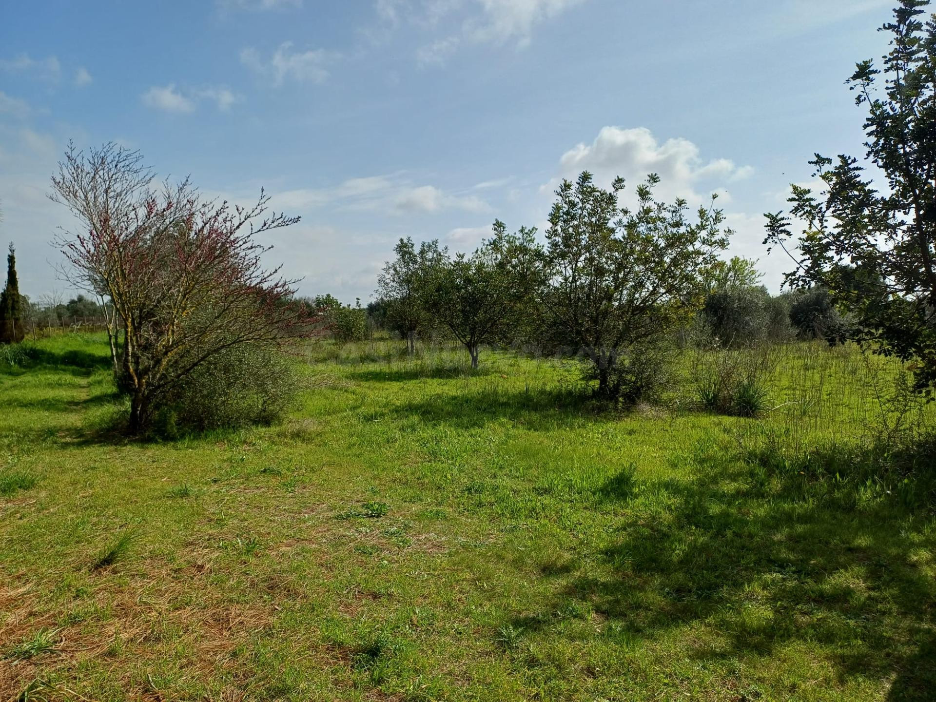 FINCA RUSTICA CON CASA DE PIEDRA EN SANTA MARIA DEL CAMI - foto 4