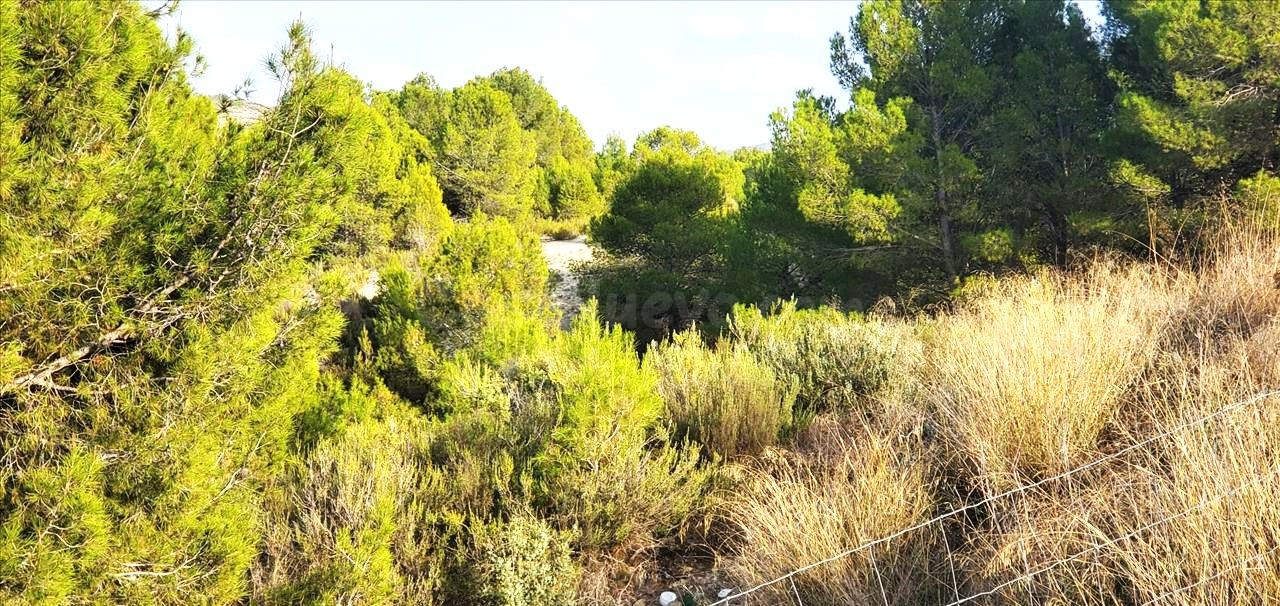 Finca Rústica en Polígono Monteral Nº 210 Mula - foto 4