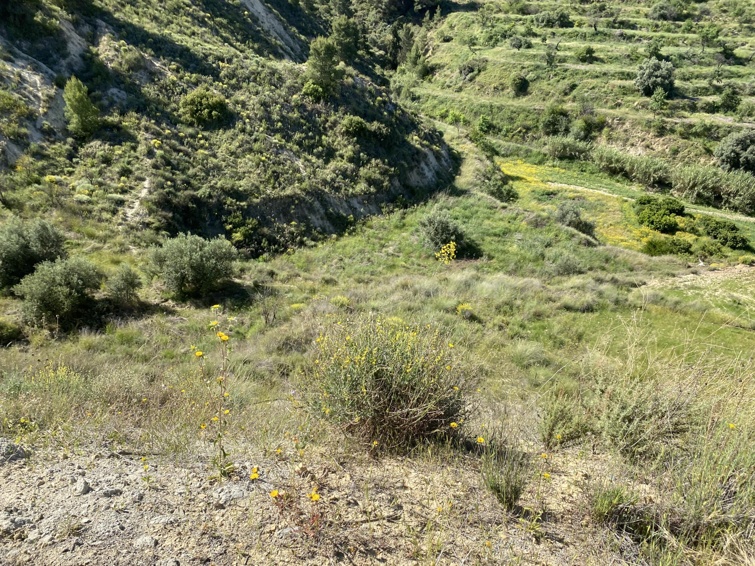 Venta de 2 Fincas Rústicas en Pasaje Lorca Nº S/N Lorca - foto 2