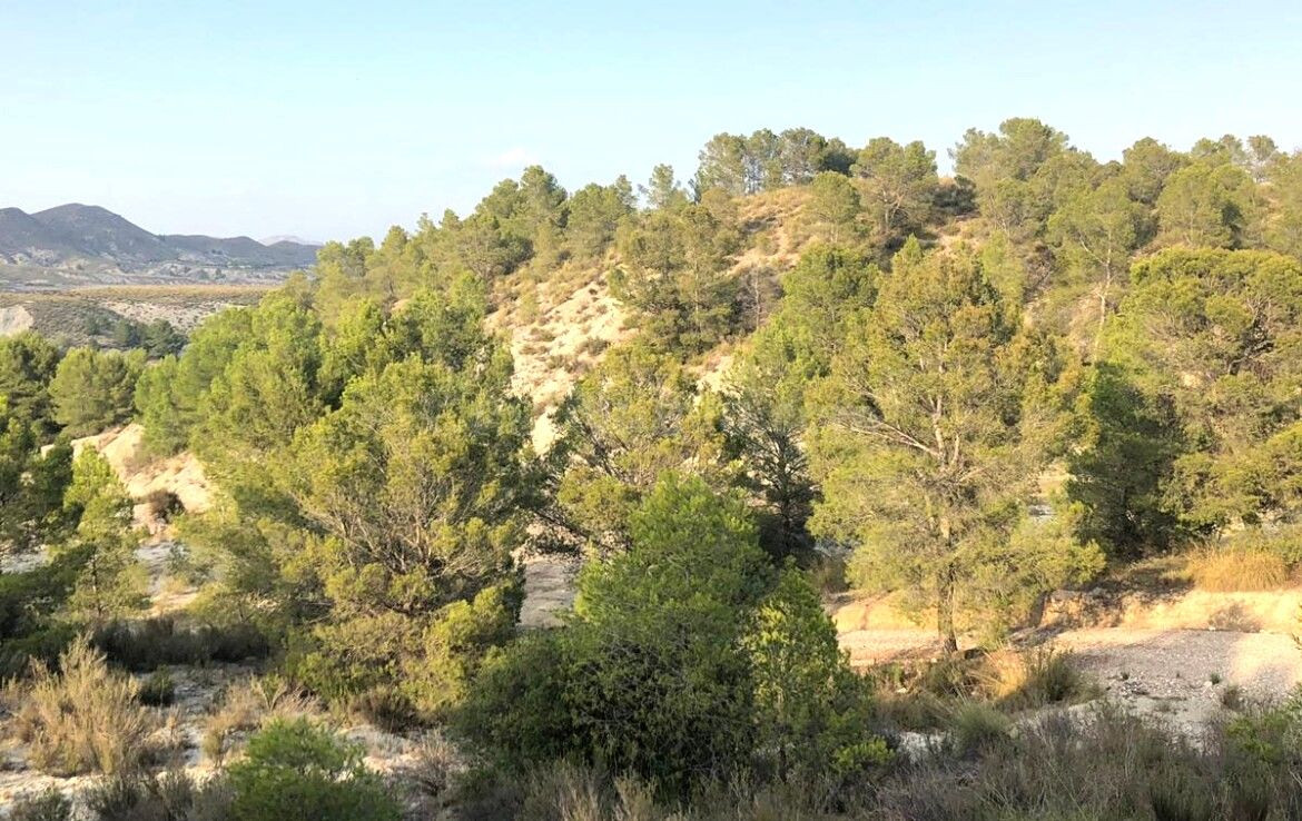 Venta de 2 Fincas Rústicas en Pasaje Lorca Nº S/N Lorca - foto 4
