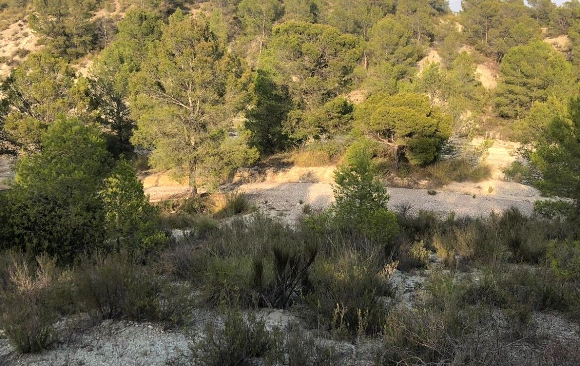 Venta de 2 Fincas Rústicas en Pasaje Lorca Nº S/N Lorca - foto 5