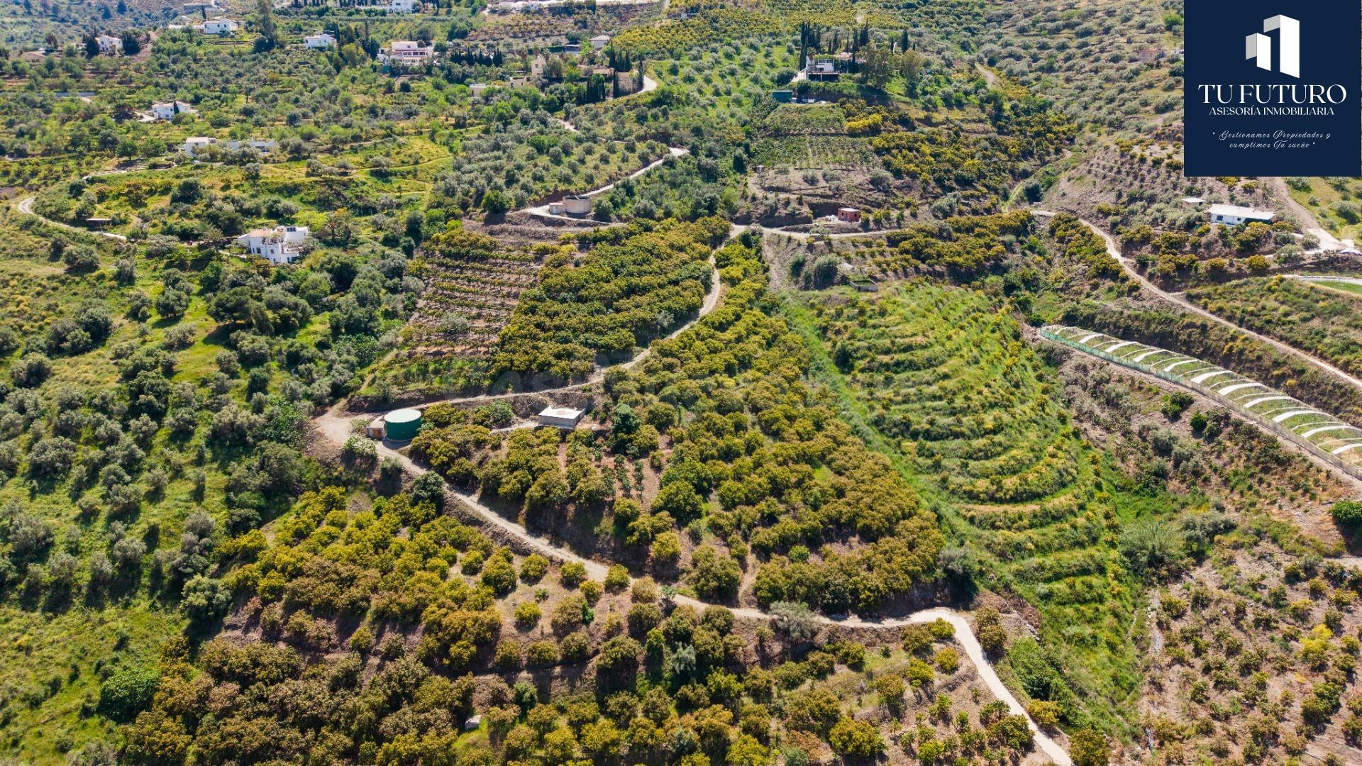 Finca en zona alta de Torrox
