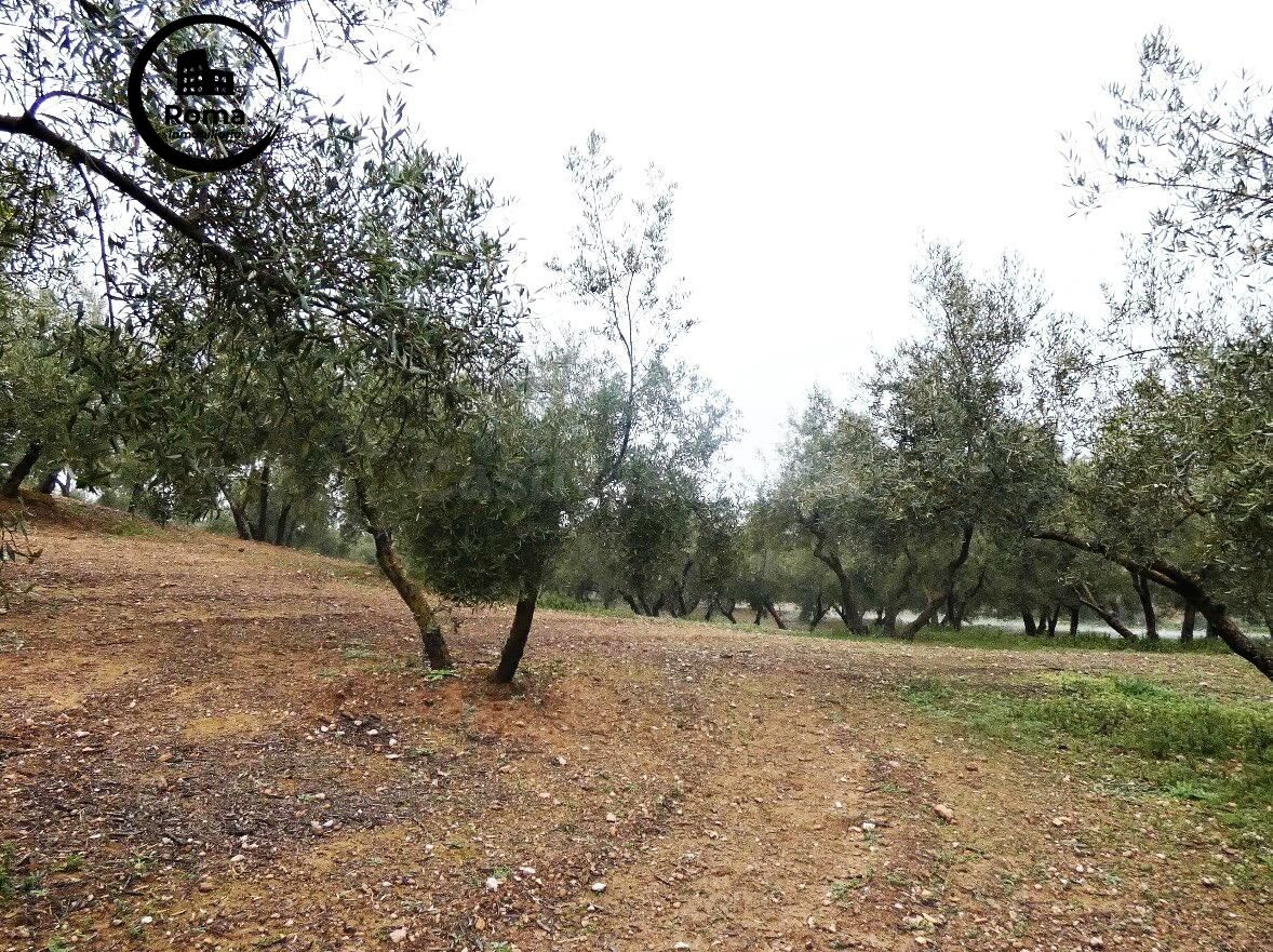 Finca rústica en Peligros – Excelente ubicación y acceso - foto 4
