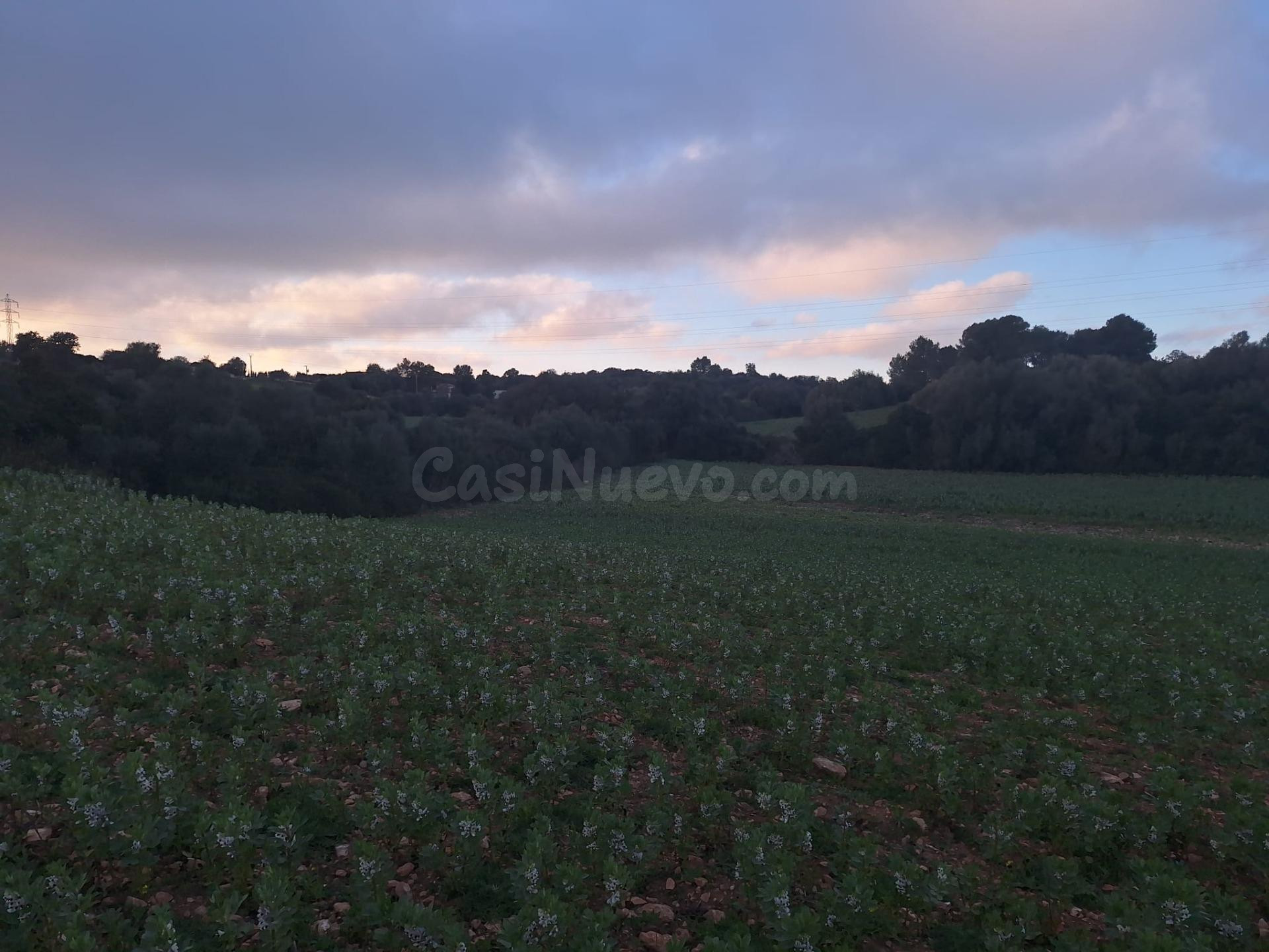 SOLAR URBANIZABLE EN MANACOR. - foto 4