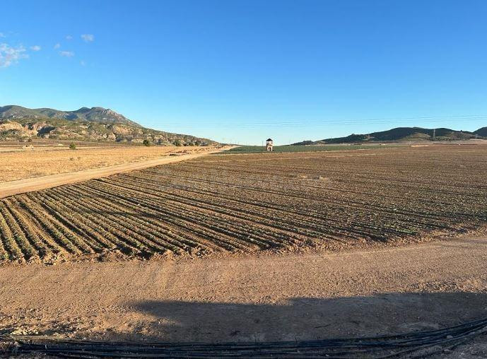 SE VENDE terreno rustico OKUPA en C Jumilla SN de Jumilla - foto 3