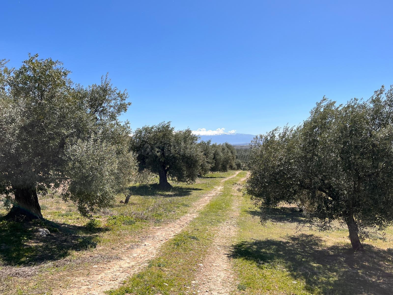 Espectacular finca de olivos de 7.770 m2 en plena producción