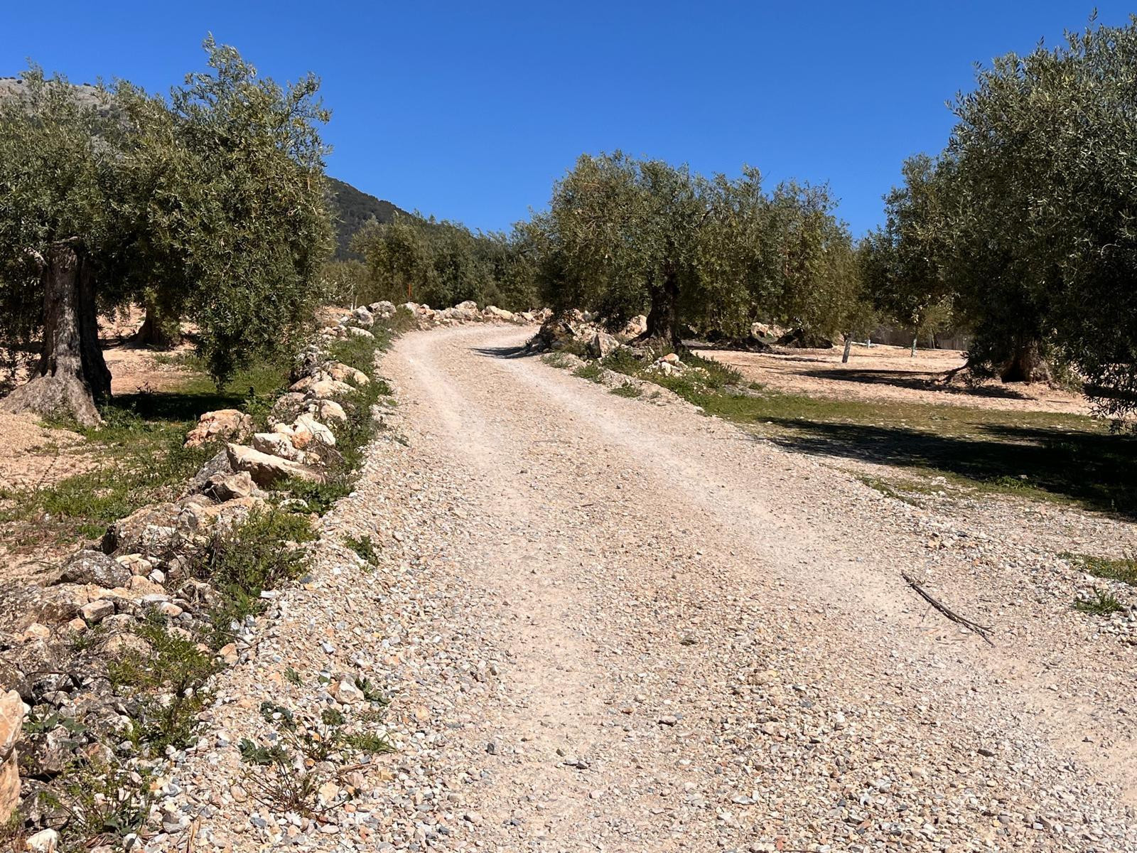 Finca de olivos de 7.770 m2 en plena producción, edificable  - foto 2